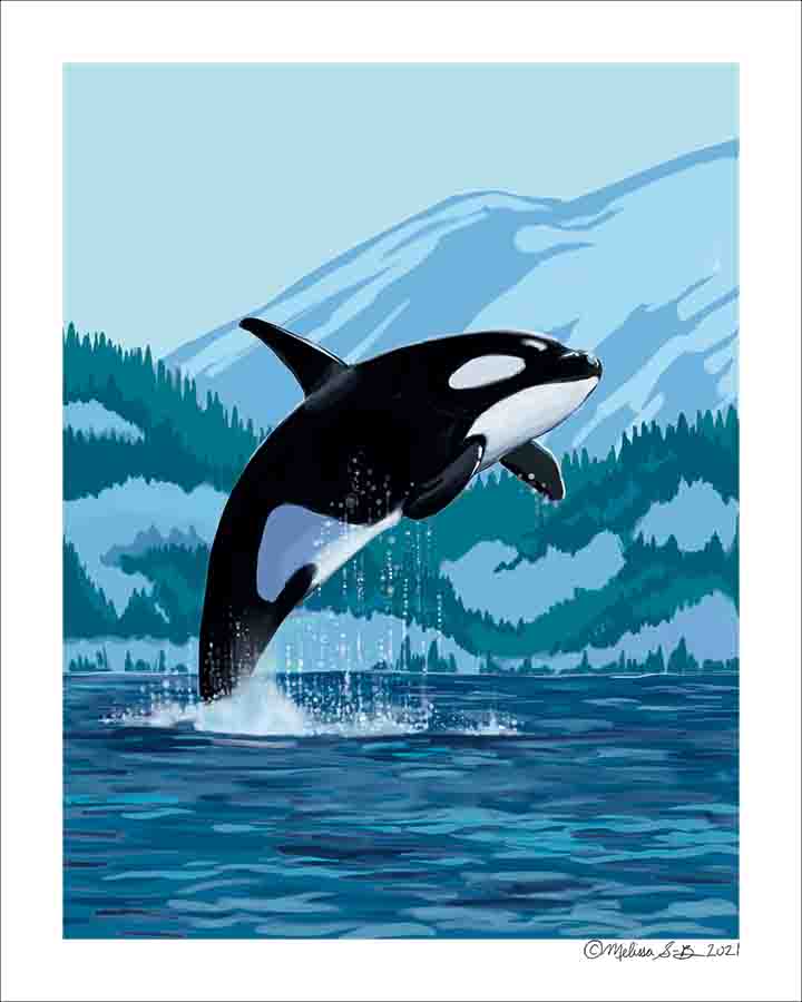 A fine art print featuring an Orca (aka Killer Whale) leaping out of the ocean against a backdrop fo mountains. 