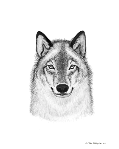 A fine art print featuring a black and white sketch of the head of a timber wolf